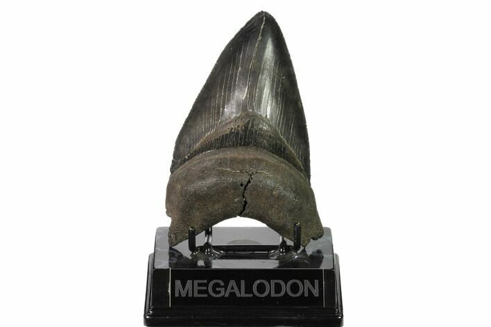 Serrated, Fossil Megalodon Tooth - Georgia #159732
